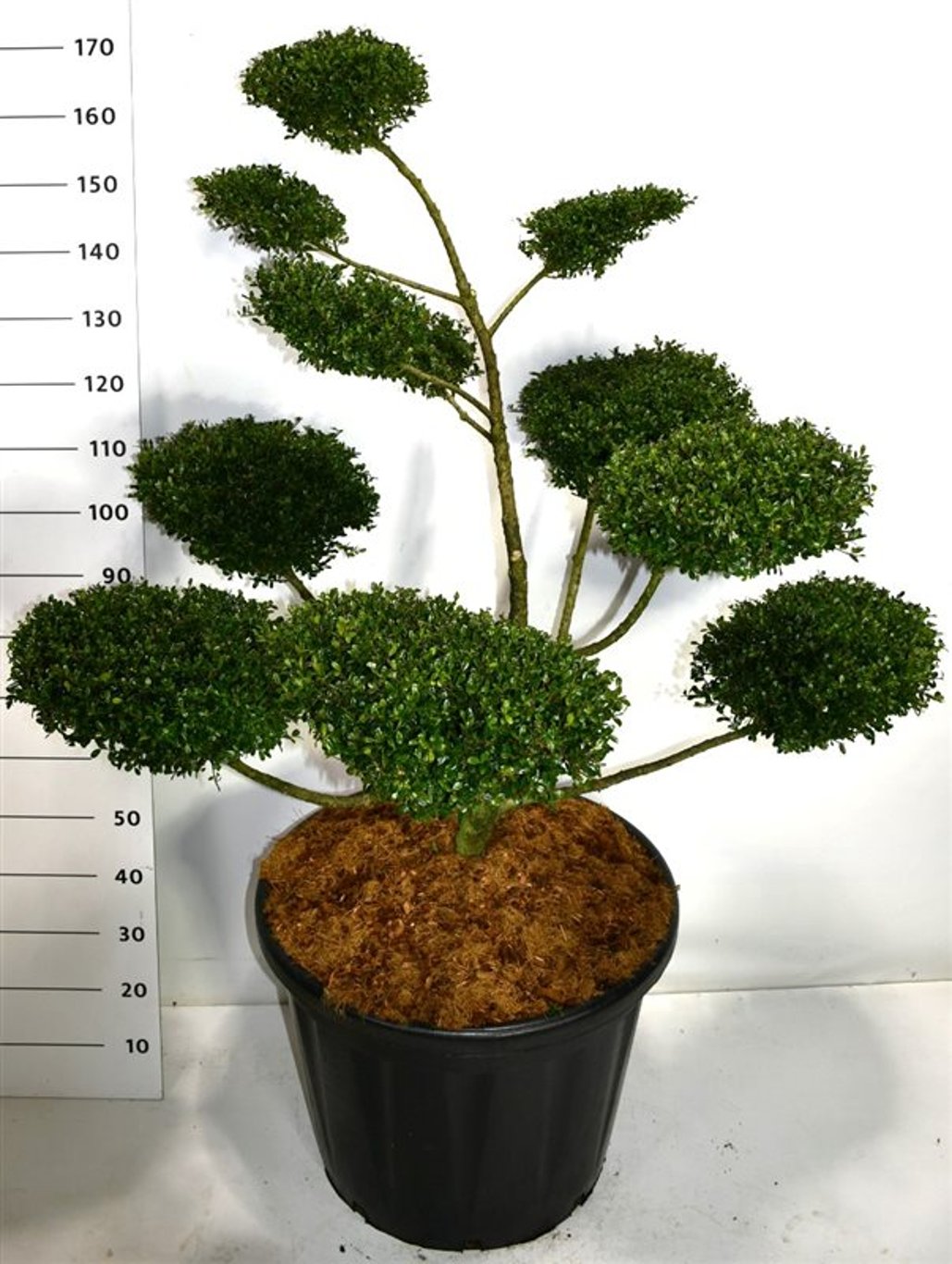 Ilex crenata 'Glory Gem' - 100-120 CM Bonsai Cont.